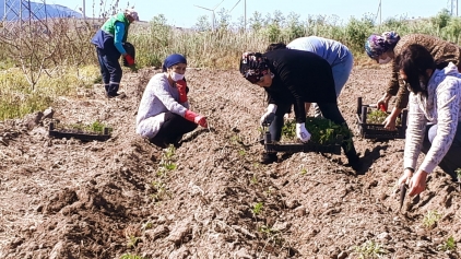 Aliağa Belediyesi’nden Tarımsal Kalkınmaya Destek Galeri