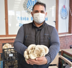 İstiridye Mantarlarının İlk Mahsulleri Satışa Sunuldu Galeri