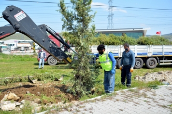 Aliağa Belediyesi Ağaçlandırma Çalışmalarına Ara Vermiyor Galeri