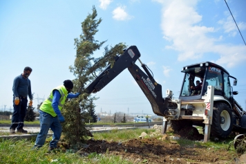 Aliağa Belediyesi Ağaçlandırma Çalışmalarına Ara Vermiyor Galeri