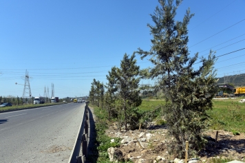 Aliağa Belediyesi Ağaçlandırma Çalışmalarına Ara Vermiyor Galeri