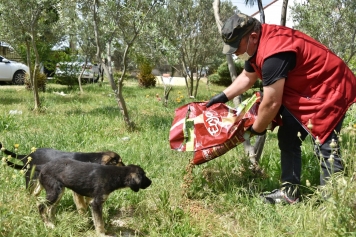 Aliağa Belediyesi Mama Dağıtımlarını Sürdürüyor Galeri