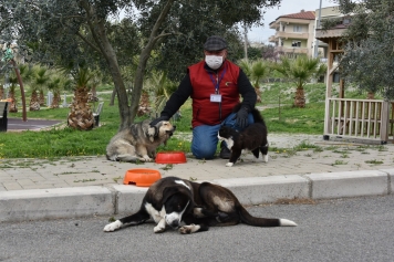 ALİAĞA BELEDİYESİ CAN DOSTLARININ YANINDA OLMAYA DEVAM EDİYOR Galeri