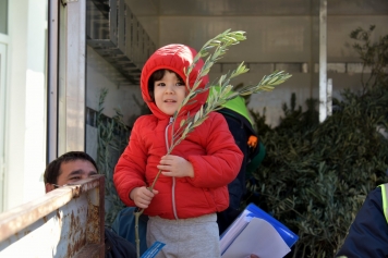 Üç Günde 4 Bine Yakın Zeytin Fidanı Dağıtıldı. Galeri