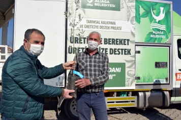 Üç Günde 4 Bine Yakın Zeytin Fidanı Dağıtıldı. Galeri