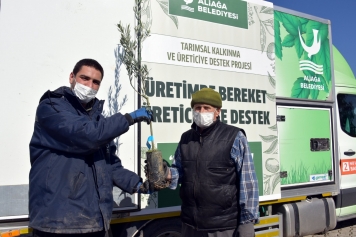 Üç Günde 4 Bine Yakın Zeytin Fidanı Dağıtıldı. Galeri