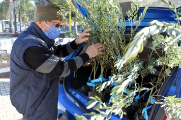 Üç Günde 4 Bine Yakın Zeytin Fidanı Dağıtıldı. Galeri