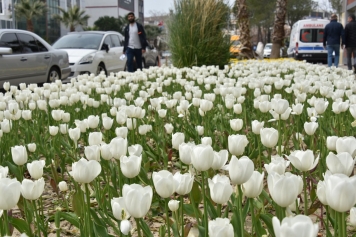 ALİAĞA’DA CADDELER RENKLENDİ, SOKAKLAR ÇİÇEK AÇTI Galeri