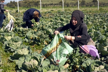 ALİAĞALI KADIN ÇİFTÇİLERDEN İLK HASAT Galeri