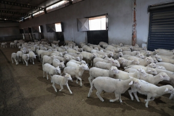 Aliağa Kırsal Kalkınmada Örnek Olmaya Devam Ediyor Galeri