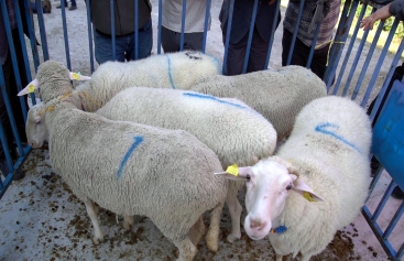 Aliağa Kırsal Kalkınmada Örnek Olmaya Devam Ediyor Galeri