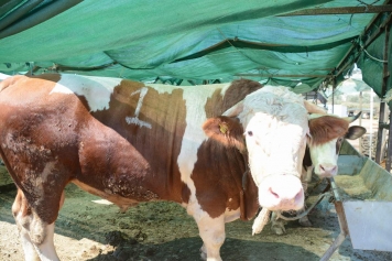 Aliağa’da kurban kesim yerleri belirlendi Galeri