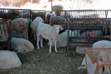 Aliağa’da kurban kesim yerleri belirlendi Galeri