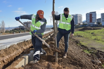 Güzelhisar Caddesi’nde 400 Ağaç Toprakla Buluştu Galeri