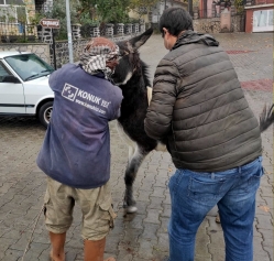 Aliağa’da Tek Tırnaklı Hayvanlara Çipli Takip Galeri