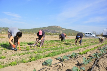 Aliağalı Kadınlardan Doğal Tarım Atağı Galeri