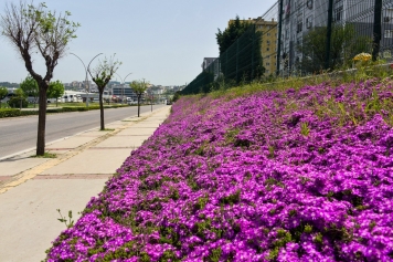 Aliağa’nın Dört Bir Yanına Bahar Geldi Galeri