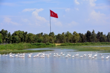 Aliağa Kuş Cenneti’nde Flamingolardan Görsel Şölen Galeri