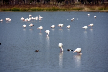 Aliağa Kuş Cenneti’nde Flamingolardan Görsel Şölen Galeri