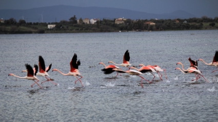 Aliağa Kuş Cenneti’nde Flamingolardan Görsel Şölen Galeri