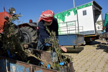 Helvacı’da Zeytin Fidanları Üreticiyle Buluştu Galeri